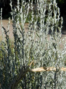 Artemisia coerulescens L.