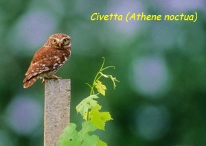 Civetta