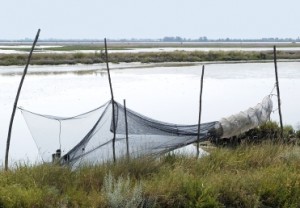 Cogolaria, cogolo o bertovelo, camera senza uscita abbinata alle reti a "tremagli" o alle "seragie"