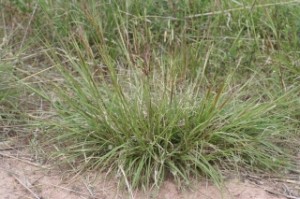 Galvan (Andropogon gryllus)