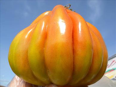 Fig. 3 - Pomodoro Canestrino di Lucca