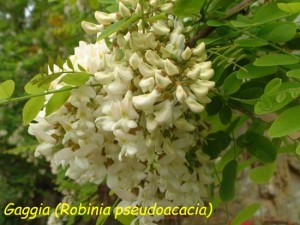 Robinia