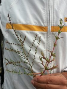 Salsola kali (a sx) e soda. Si trovano abbondanti in laguna lungo l'argine San Marco a Campalto.