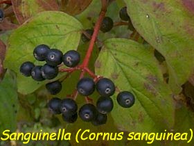 Sanguinella