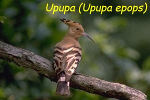 Upupa